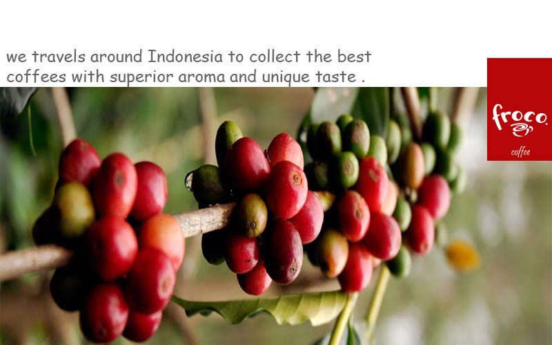 premium indonesian coffee
